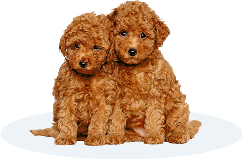 Two puppies sitting