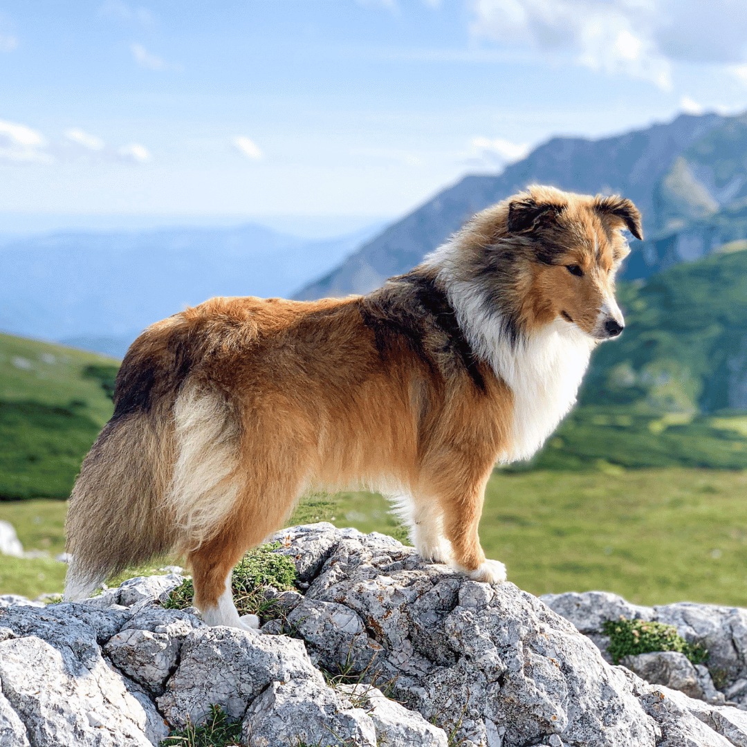 Discovering the Most Popular Dog Breeds for Sale in England, Scotland, and Wales