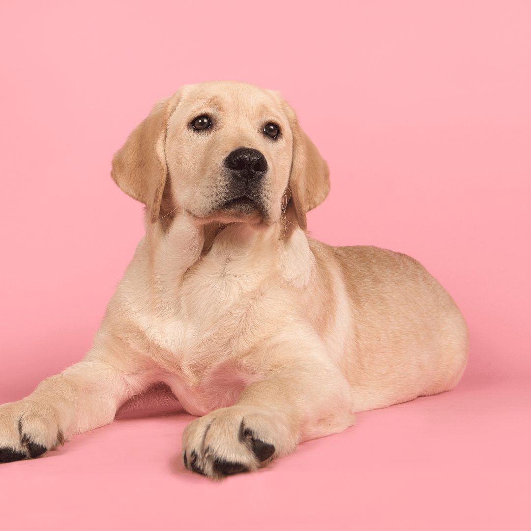 Labrador Retrievers FAQ - Your Guide to Understanding and Caring for Labradors