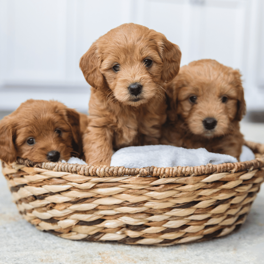 Newborn Puppy Care Week by Week: Nurturing Happy and Healthy Puppies