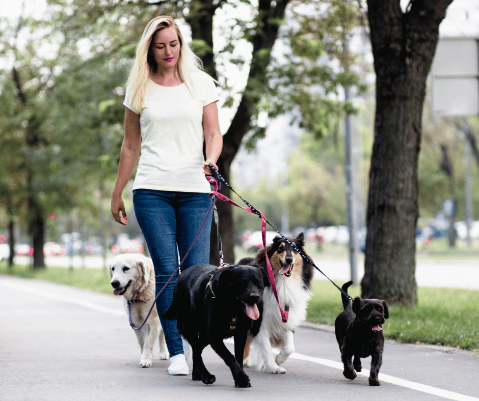 Want to Become a Dog Walker? Here’s How to Start Your Own Business