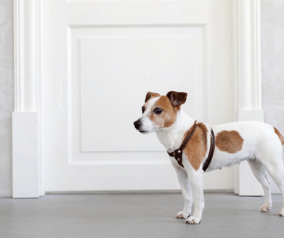 How to Stop Your Dog from Scratching the Door