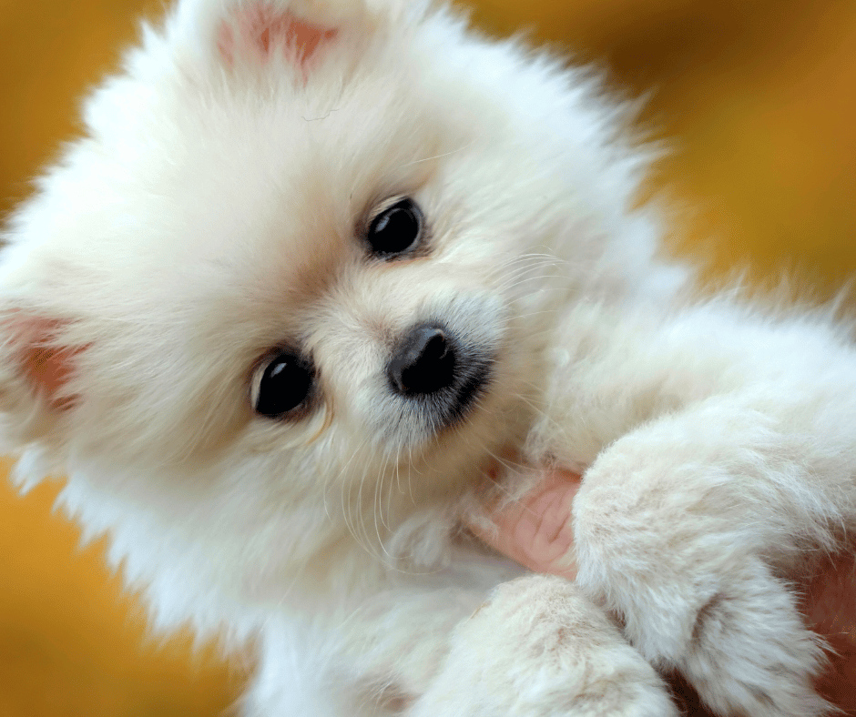 Crafting Perfect Puppy Ads: A Breeders Guide