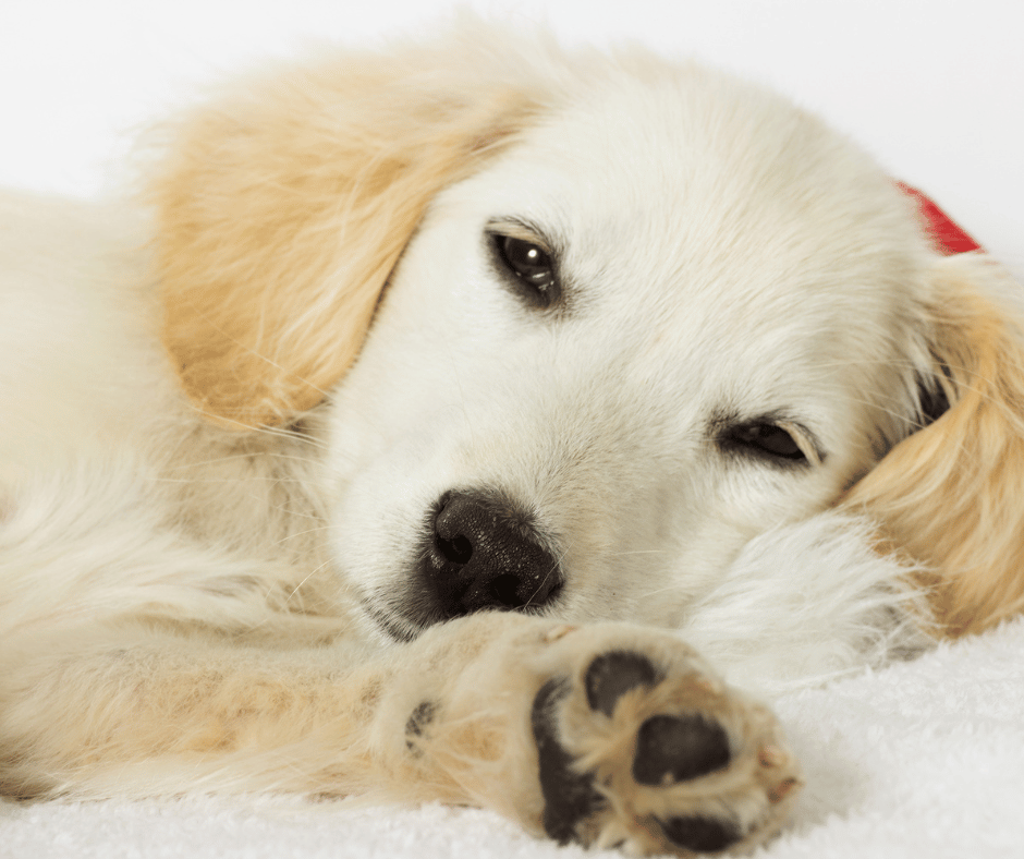 Helping Your Puppy Sleep Through the Night: Tips and Tricks