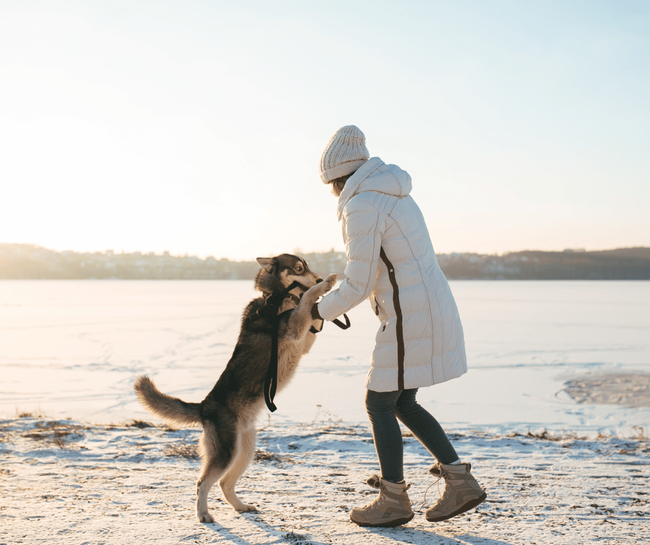 Indoor Exercise Alternatives for Dogs: Beating the Chill with Fun Activities