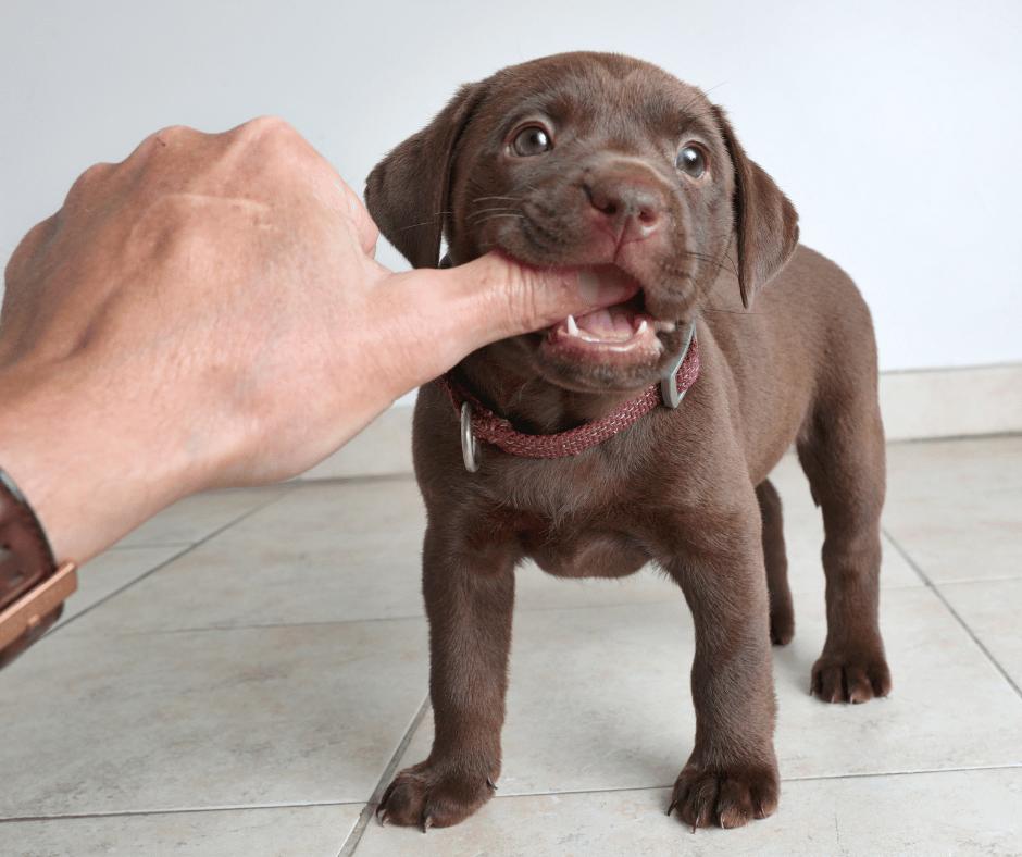 The Teething Stage: Coping Strategies for Puppy Owners