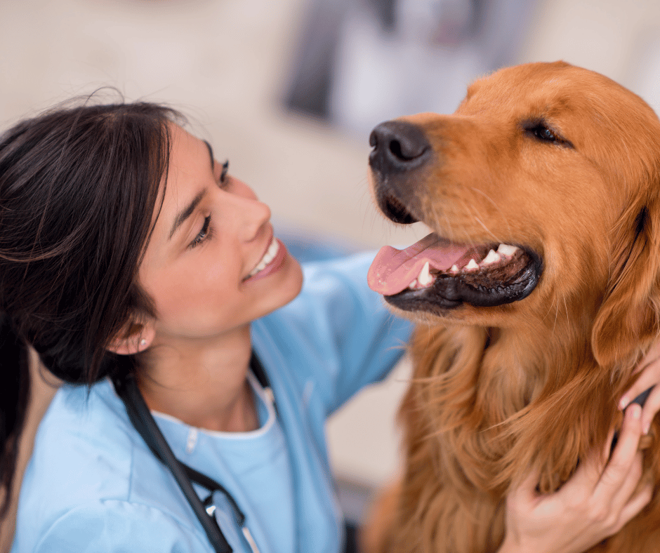 Your Pet's Best Defence: Understanding Health Plans and Insurance