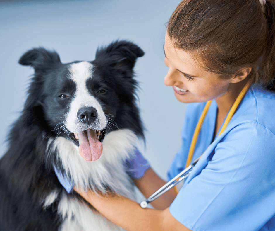 The Importance of Regular Veterinary Check-ups for Your Dog